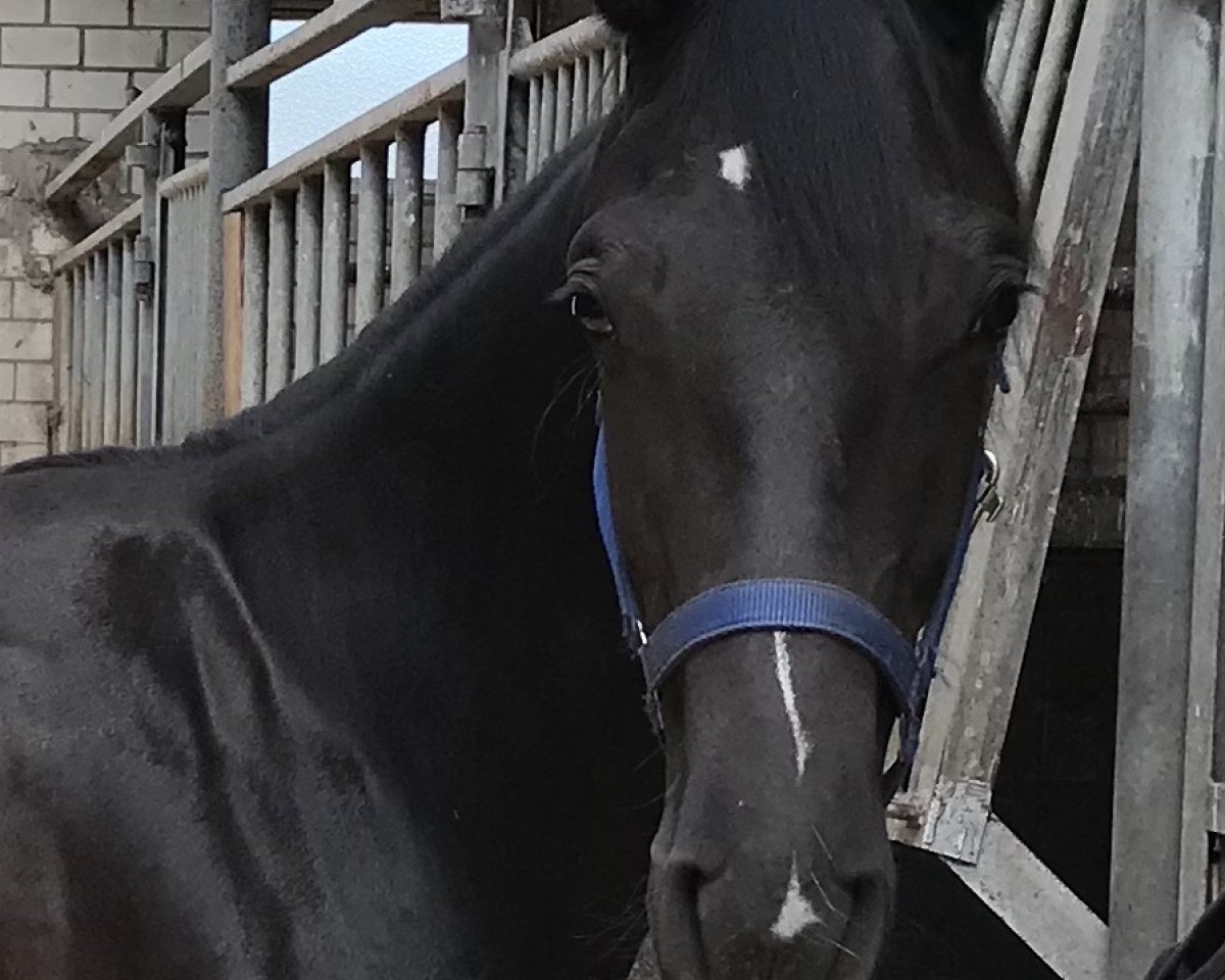 horse Fürstin BK (Westphalian, 2021, from Fürst Samarant)