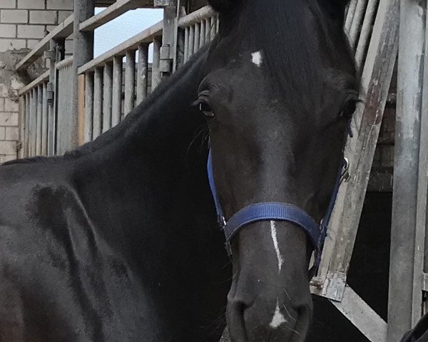 horse Fürstin (Westphalian, 2021, from Fürst Samarant)