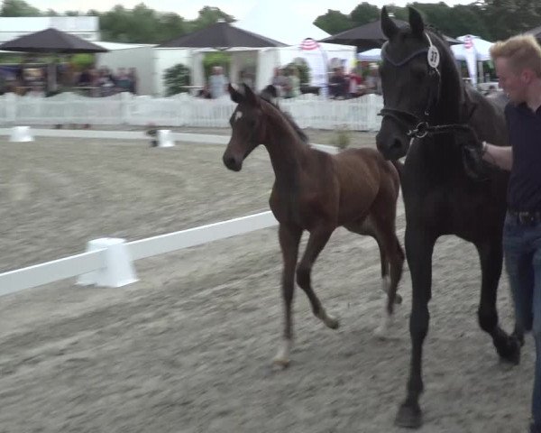 Fohlenschau bzw. Fohlenpräsentation Rüscher-Konermann / Greven 2023