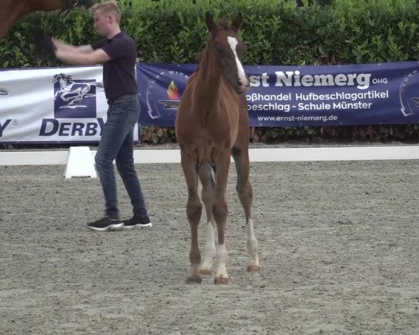 Fohlenschau bzw. Fohlenpräsentation Rüscher-Konermann / Greven 2023