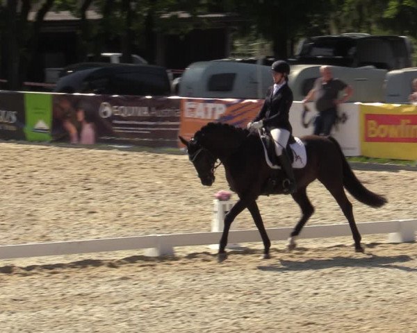 Reitturnier Amstetten 2023