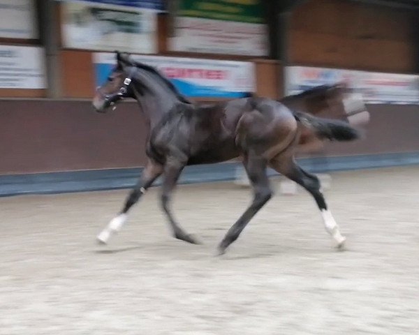 broodmare Stute von Babylon Berlin / Caretino (Holsteiner, 2023, from Babylon Berlin)