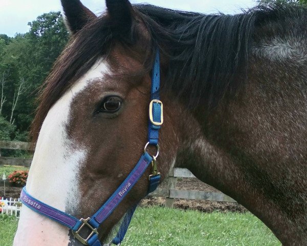 Yegua de cría Blackgate Rosette (Clydesdale, 2001, de Armageddon's Lord Aaron)