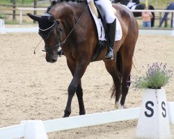 dressage horse Good Will 19 (Oldenburg, 2017, from Goldberg)