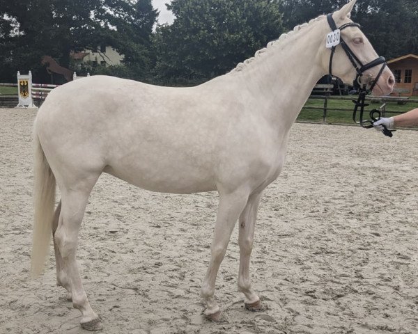 Pferd Oriana 20 (Deutsches Reitpony, 2019, von Okawango Alpha)