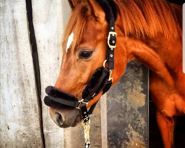 horse Scirocco R (German Warmblood, 2019, from Sir Heinrich OLD)