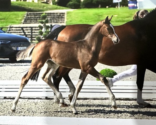 horse Zissy (Oldenburg show jumper, 2023, from Zinedream)