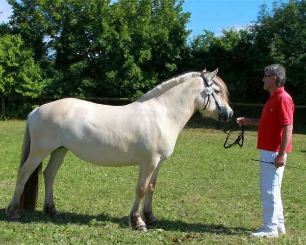 broodmare Liv von der Amalienruh (Fjord Horse, 2007, from Hermanto N.2711)
