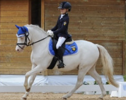 Dressurpferd Daiquiri 101 (Welsh Pony (Sek.B), 2008, von Breeton Bric)