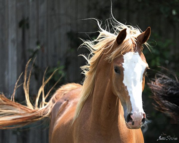 Pferd Kiss me Quick (Trakehner, 2021, von Zauberdeyk)