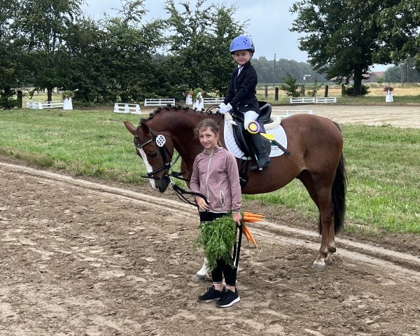 jumper Quinto (German Riding Pony, 2012, from Quaterback's Junior)