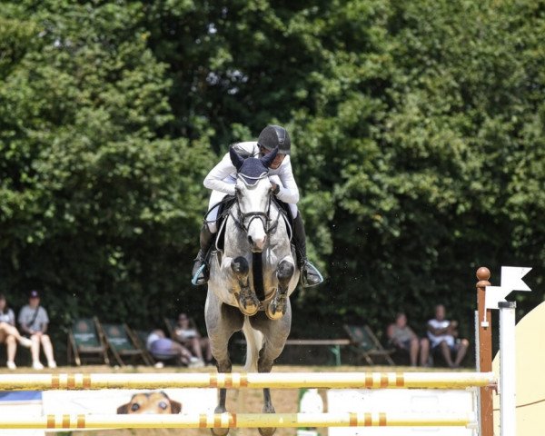 Springpferd Macan 5 (KWPN (Niederländisches Warmblut), 2017, von Insider VDL)