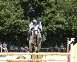 jumper Macan 5 (KWPN (Royal Dutch Sporthorse), 2017, from Insider VDL)