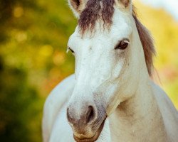 dressage horse Cluainte Rose (Connemara Pony, 2016, from Moyvoon Star)