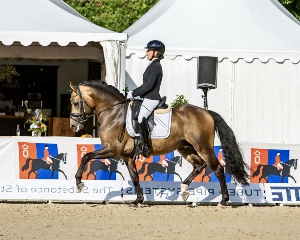 stallion Golden Nugget NRW (German Riding Pony, 2018, from Golden West NRW)