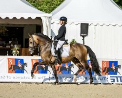stallion Golden Nugget NRW (German Riding Pony, 2018, from Golden West NRW)
