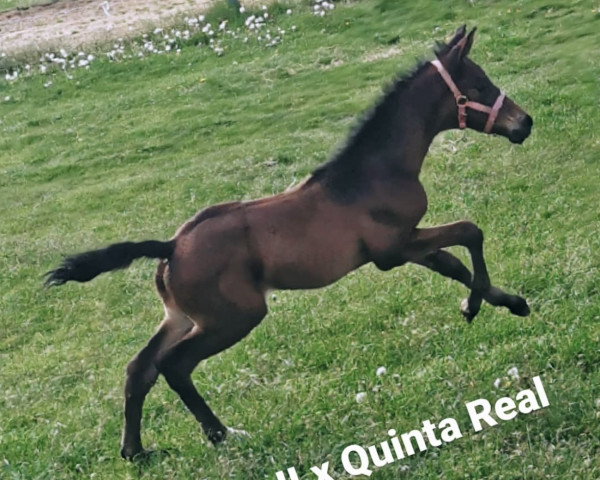 horse Charlie Brown O (Westphalian, 2021, from Chacco's Son II)