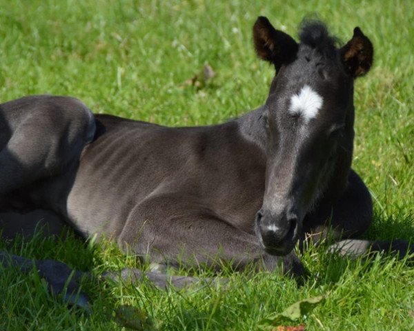 Pferd emilio hgl (Holsteiner, 2023, von Emeron)