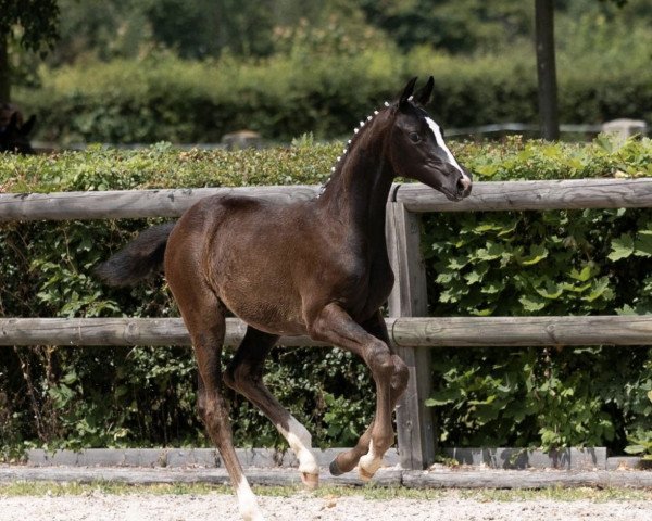 horse Glamoury Lady (Trakehner, 2023, from Niagara 34)