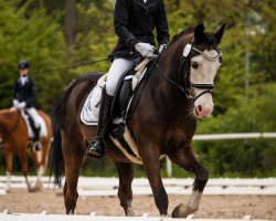 Dressurpferd Collenna Phantom (Welsh-Cob (Sek. C), 2004, von Tyreos Survivor)