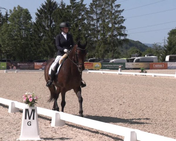 Reitturnier Amstetten 2023