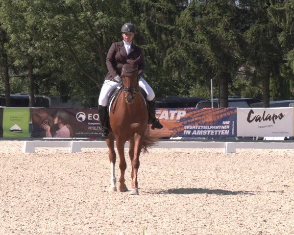 Reitturnier Amstetten 2023
