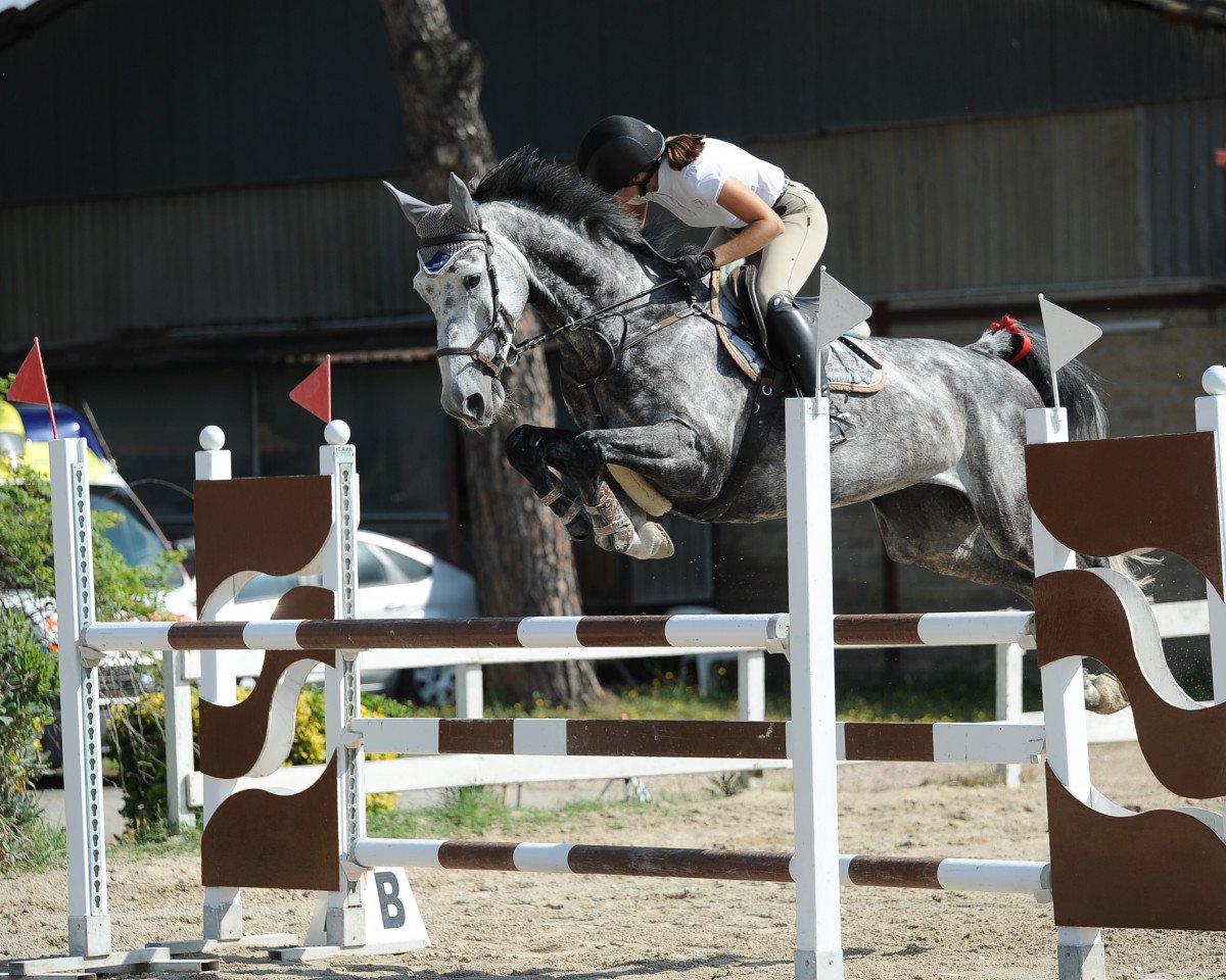 horse catch me if you can (Holsteiner, 2015, from Chaman)