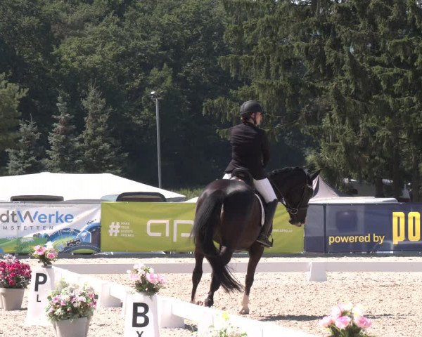Reitturnier Amstetten 2023