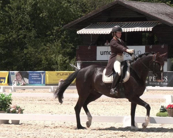 Reitturnier Amstetten 2023