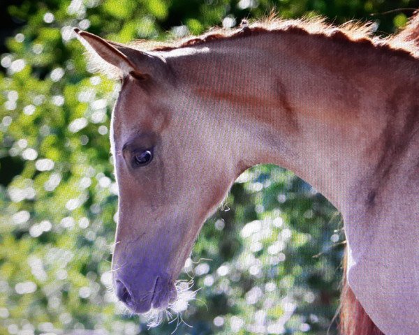 horse Divas Golden Dream G (German Riding Pony, 2023, from D-Gold AT NRW)
