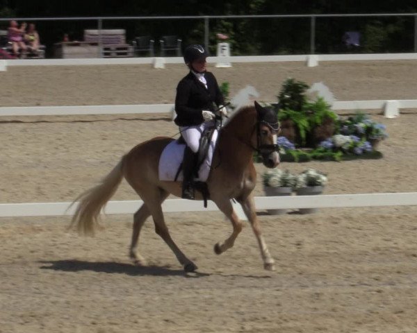 Reitturnier Amstetten 2023