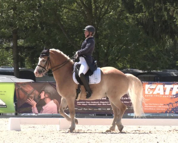 Reitturnier Amstetten 2023