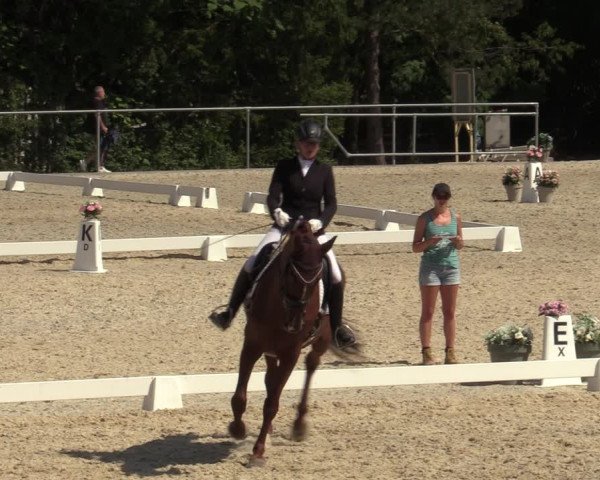 Reitturnier Amstetten 2023