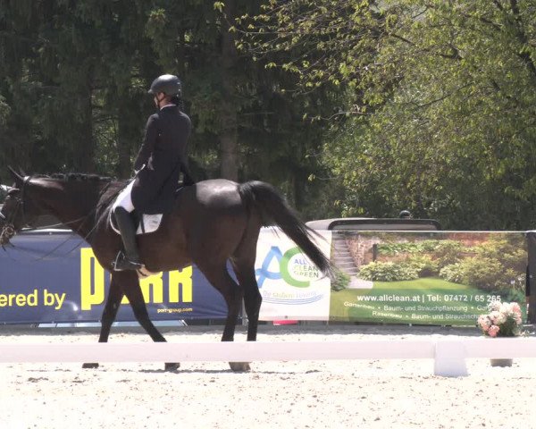 Reitturnier Amstetten 2023
