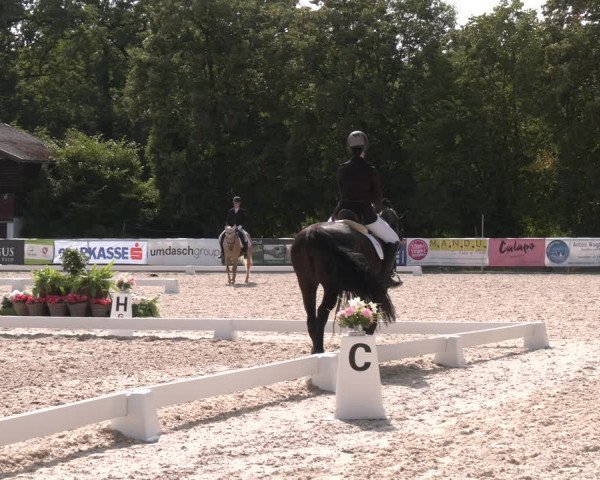 Reitturnier Amstetten 2023