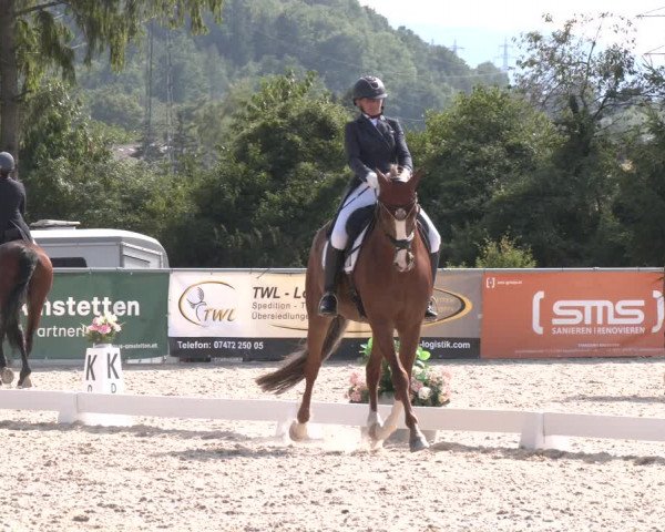 Reitturnier Amstetten 2023