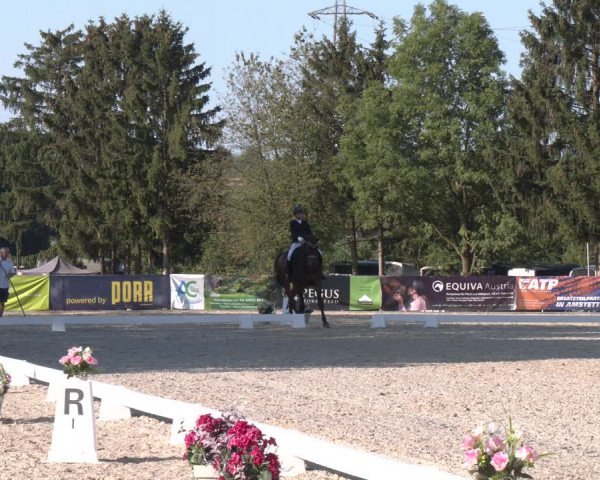 Reitturnier Amstetten 2023