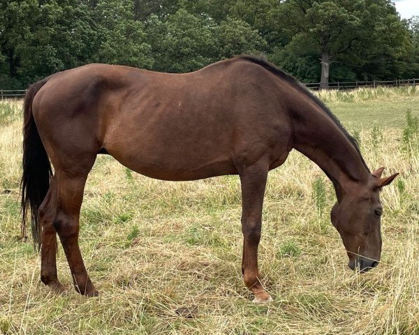 broodmare Donnerfee GL (Oldenburg, 1998, from Donnerschwee)