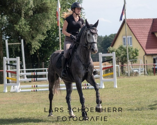 jumper Hello Hilde (Mecklenburg, 2018, from HICKSTEAD WHITE)