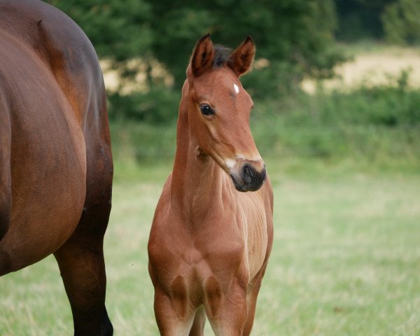horse Hengst von Charthago Blue / Nobre xx (Hanoverian, 2023, from Charthago Blue OLD)