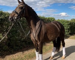 dressage horse Fina Nera 2 (Oldenburg, 2008, from Farewell III)