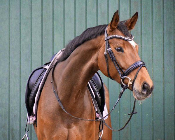 dressage horse Feliz Estrella Rs (Westphalian, 2014, from Fiderbach OLD)