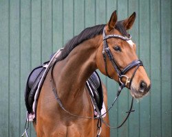dressage horse Feliz Estrella Rs (Westphalian, 2014, from Fiderbach OLD)