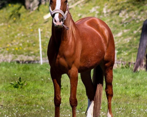 dressage horse White Bird (Oldenburg, 2016, from Londontime)