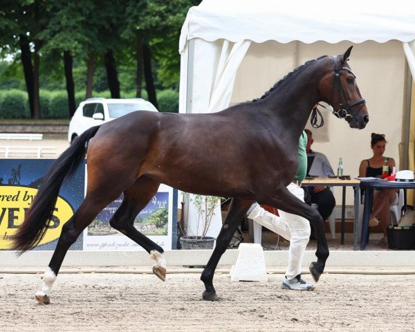 broodmare Flamenca M (Hanoverian, 2020, from Fürst Samarant)