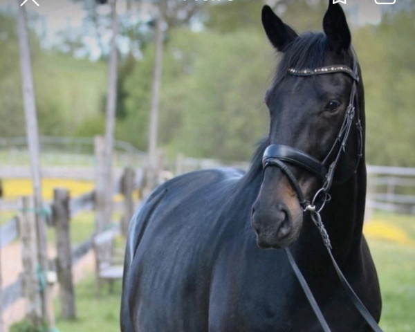 horse Senseo 7 (Württemberger, 2010, from Birkhof's Sirtaki)
