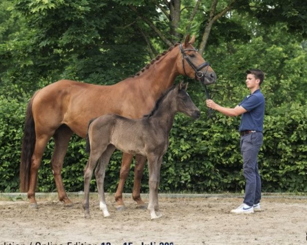 broodmare Fürstenzauber M (Hanoverian, 2023, from Fanegro)