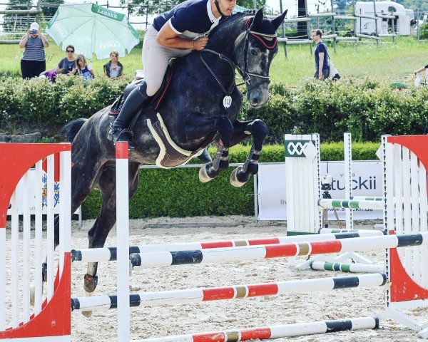 jumper Chacoon's Clou (Oldenburg show jumper, 2019, from Chacoon Blue)