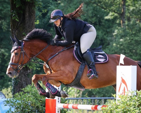 jumper Aljouretto (Holsteiner, 2007, from Aljour 2)