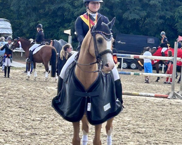 Deckhengst Rinaldo go for Gold B (Deutsches Reitpony, 2006, von Stukhuster Ricardo Go For Gold)